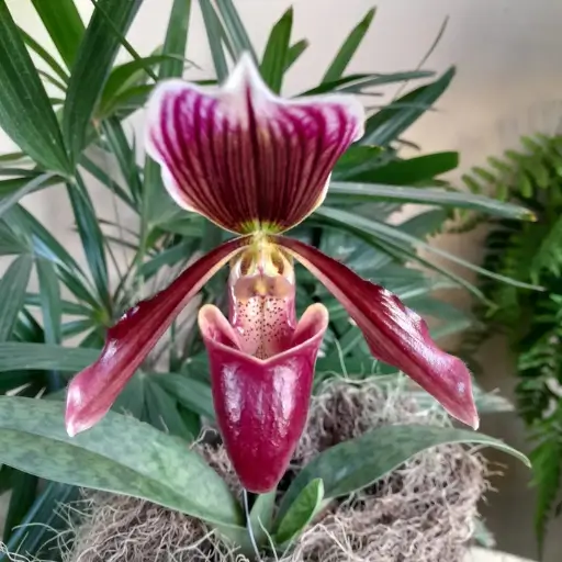orquídea Paphiopedilum (Sapatinho)