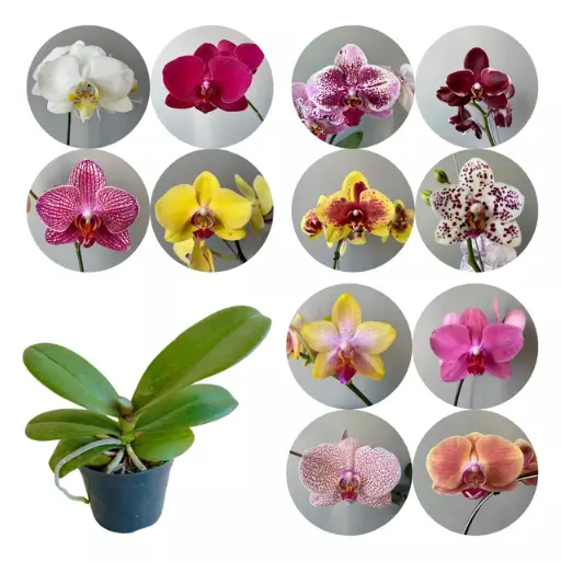 orquídea Phalaenopsis