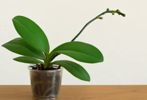 Por Que Minha Orquídea Não Floresce