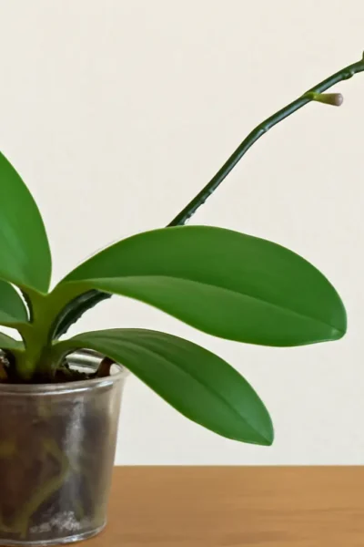 Por Que Minha Orquídea Não Floresce