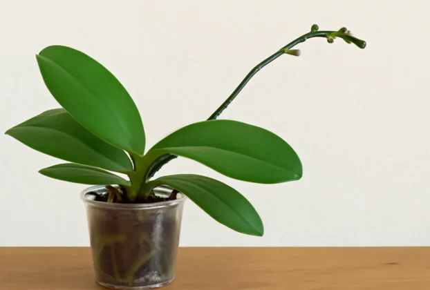 Por Que Minha Orquídea Não Floresce