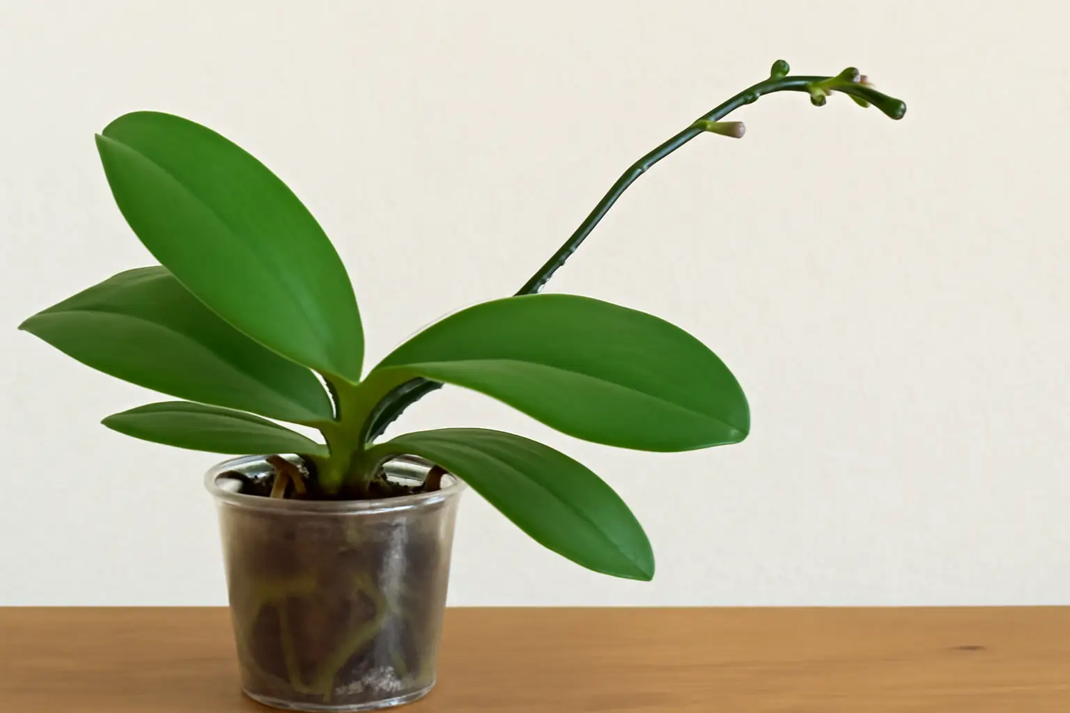 Por Que Minha Orquídea Não Floresce