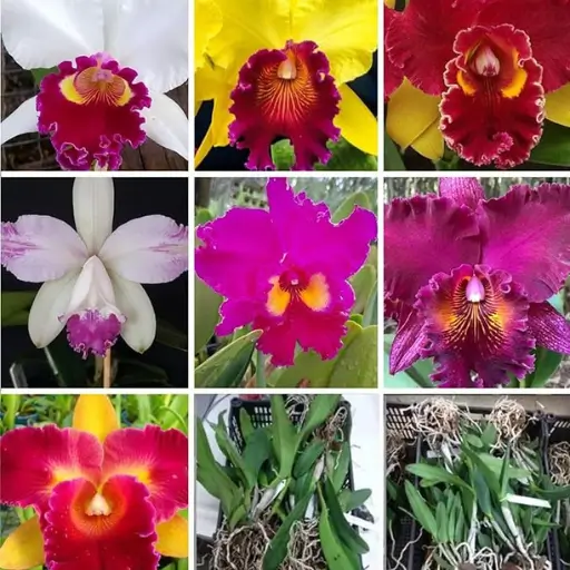 orquídea Cattleya