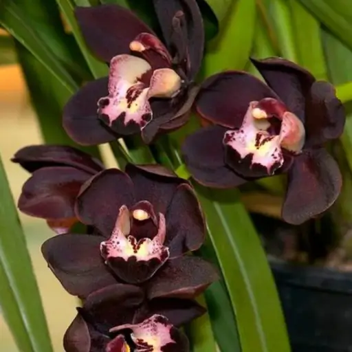 orquídea Cymbidium