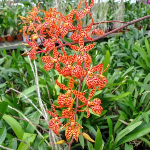orquídea Vanda (Raízes Expostas)